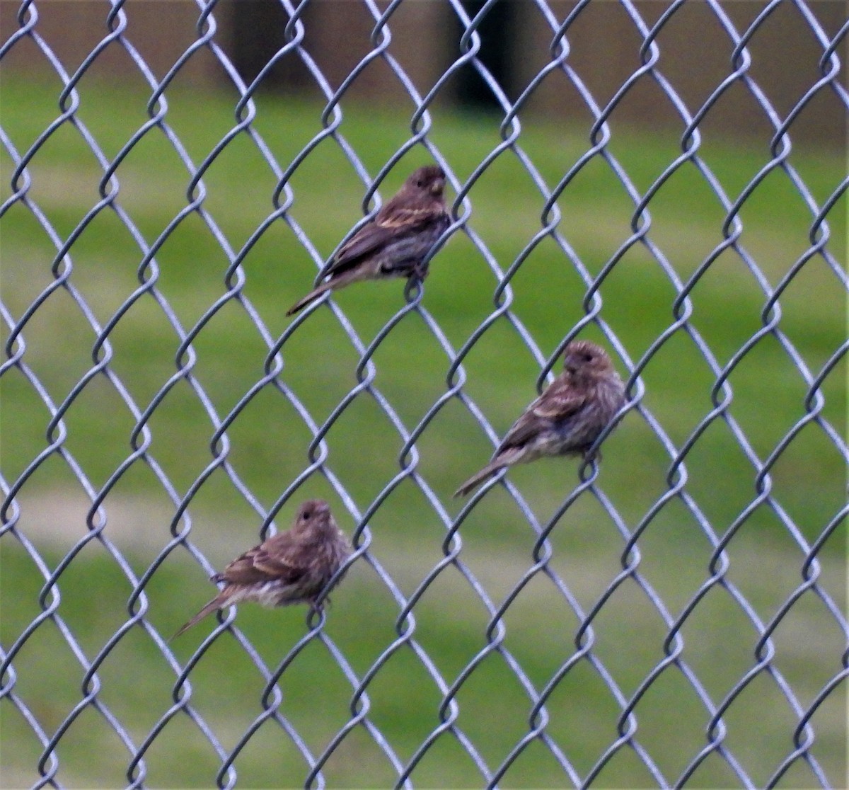 House Finch - Drew Hatcher