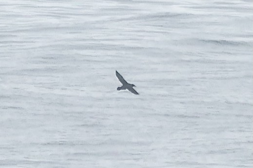 Manx Shearwater - ML592664041