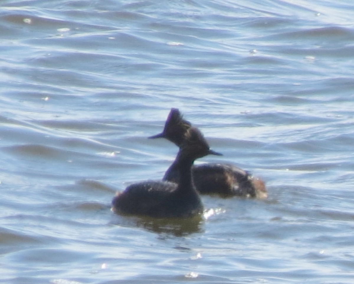 Eared Grebe - ML59266421