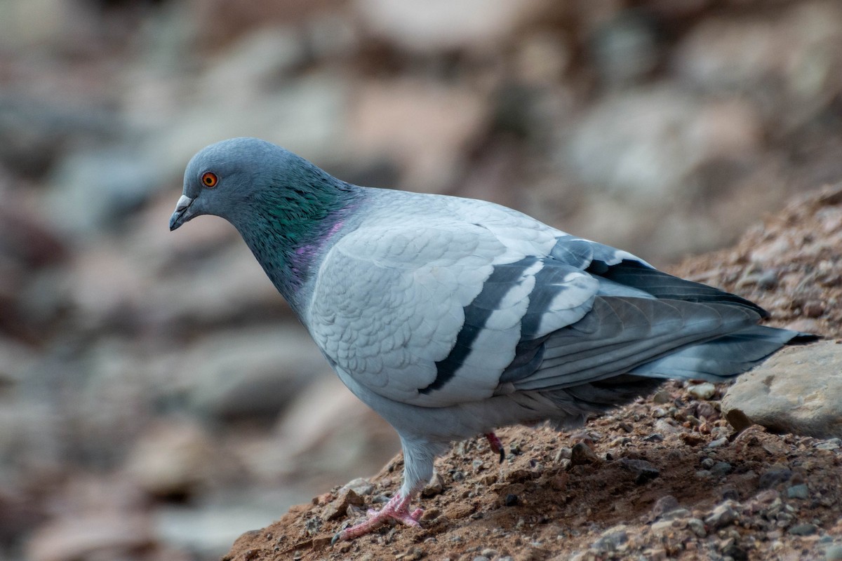 Rock Pigeon (Feral Pigeon) - ML592664971
