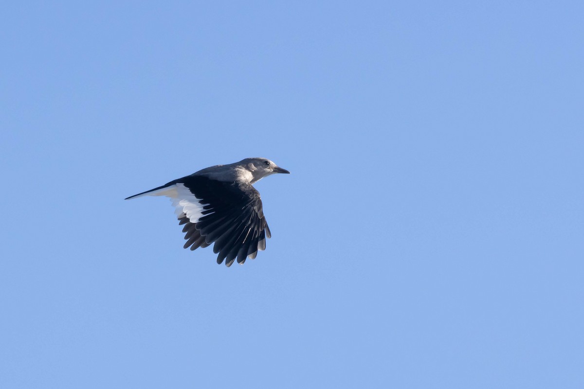 Clark's Nutcracker - Alex Lamoreaux