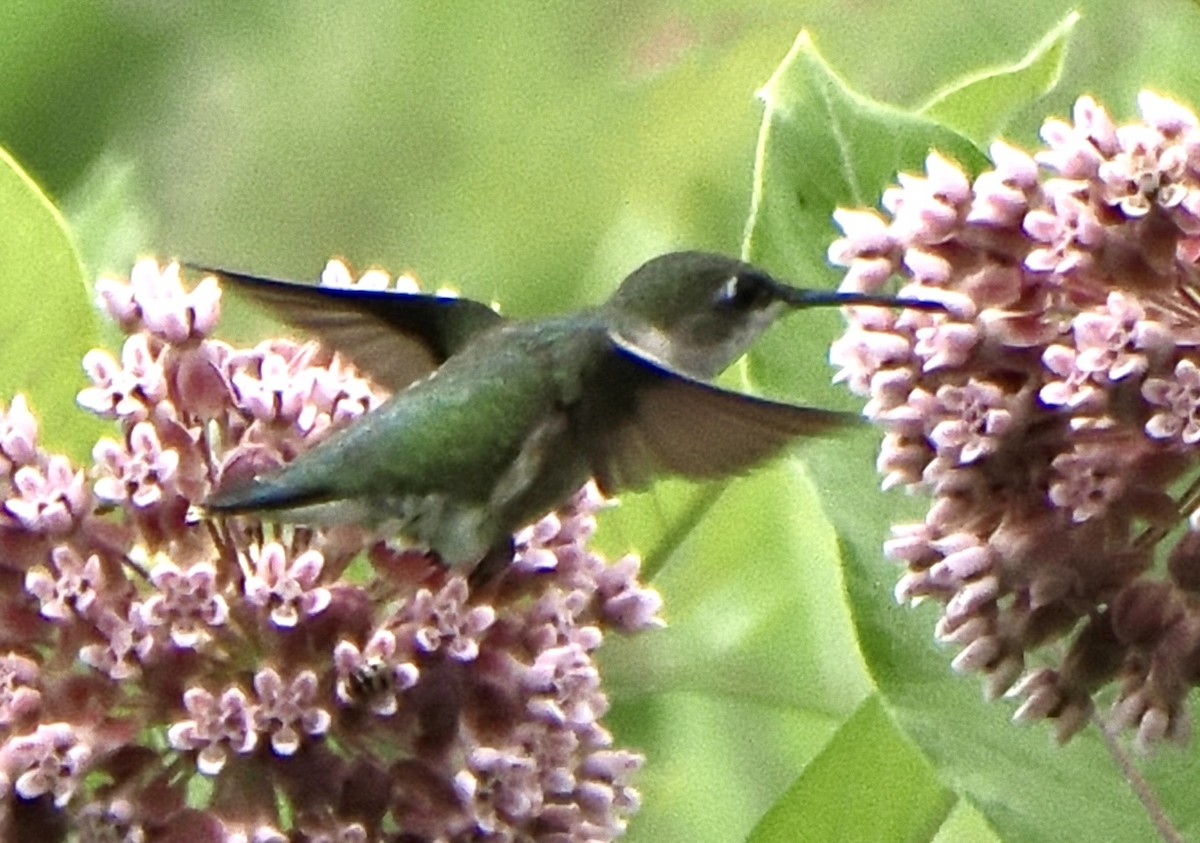 Ruby-throated Hummingbird - ML592665551