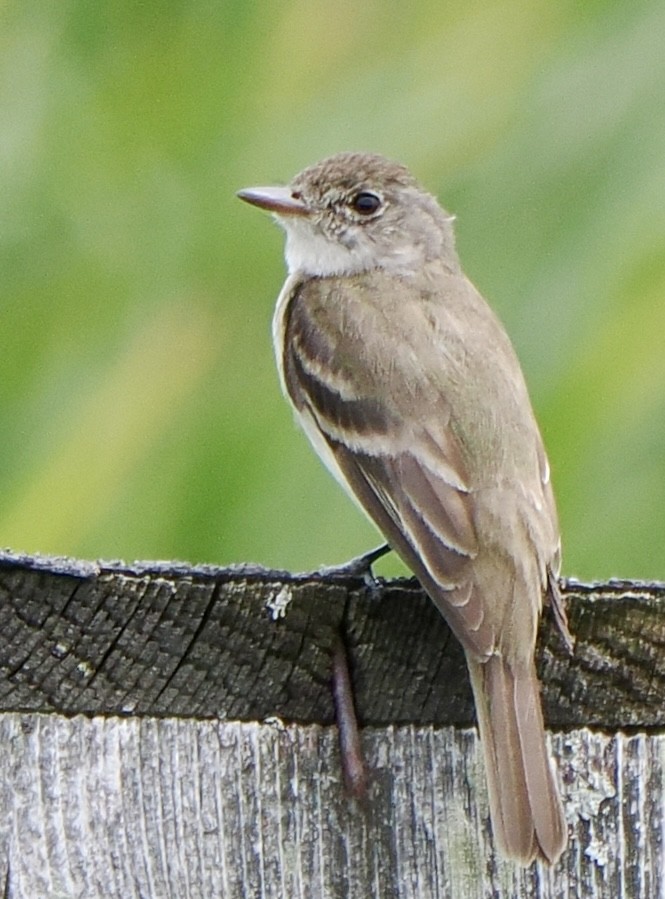 Willow Flycatcher - Annette Teng