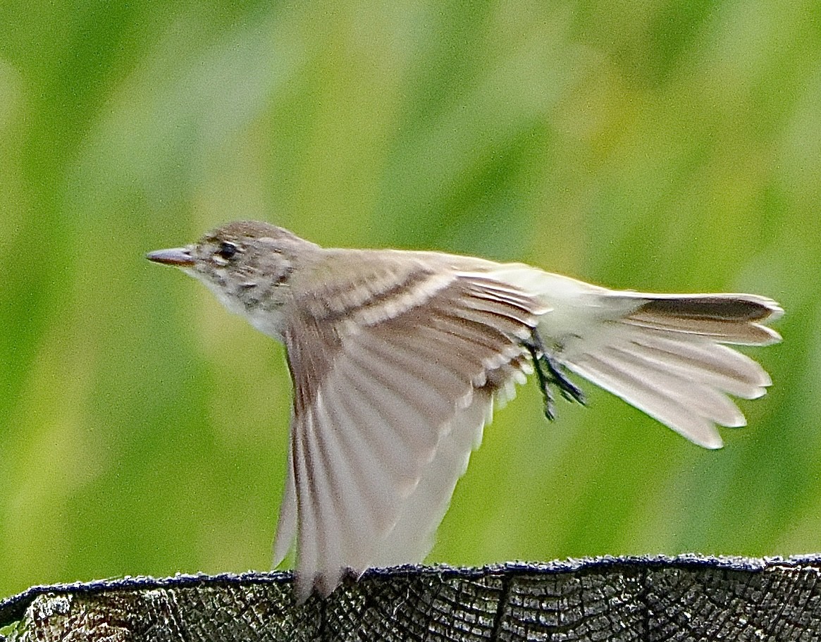 Willow Flycatcher - ML592666201