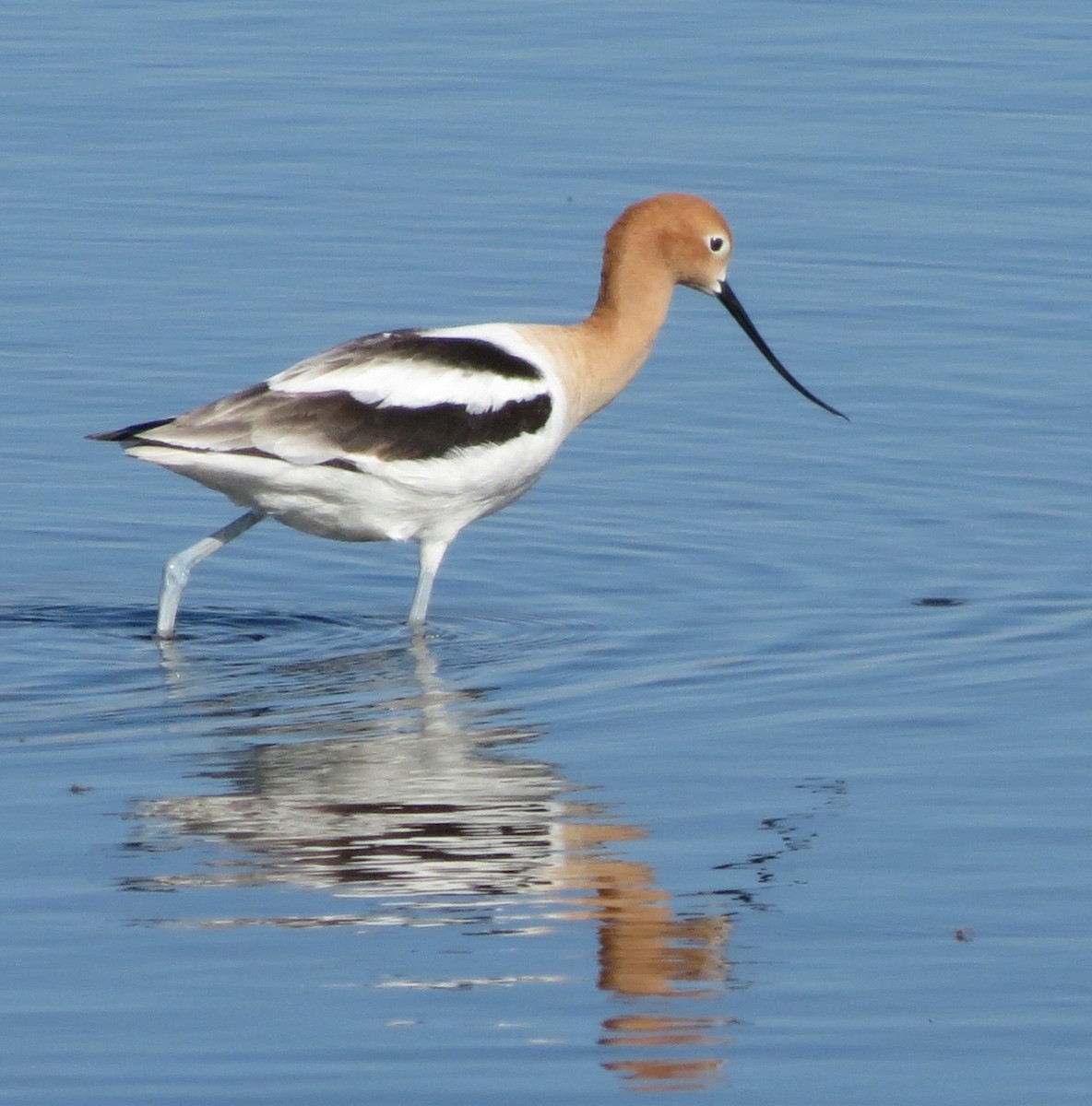 Avoceta Americana - ML59266631