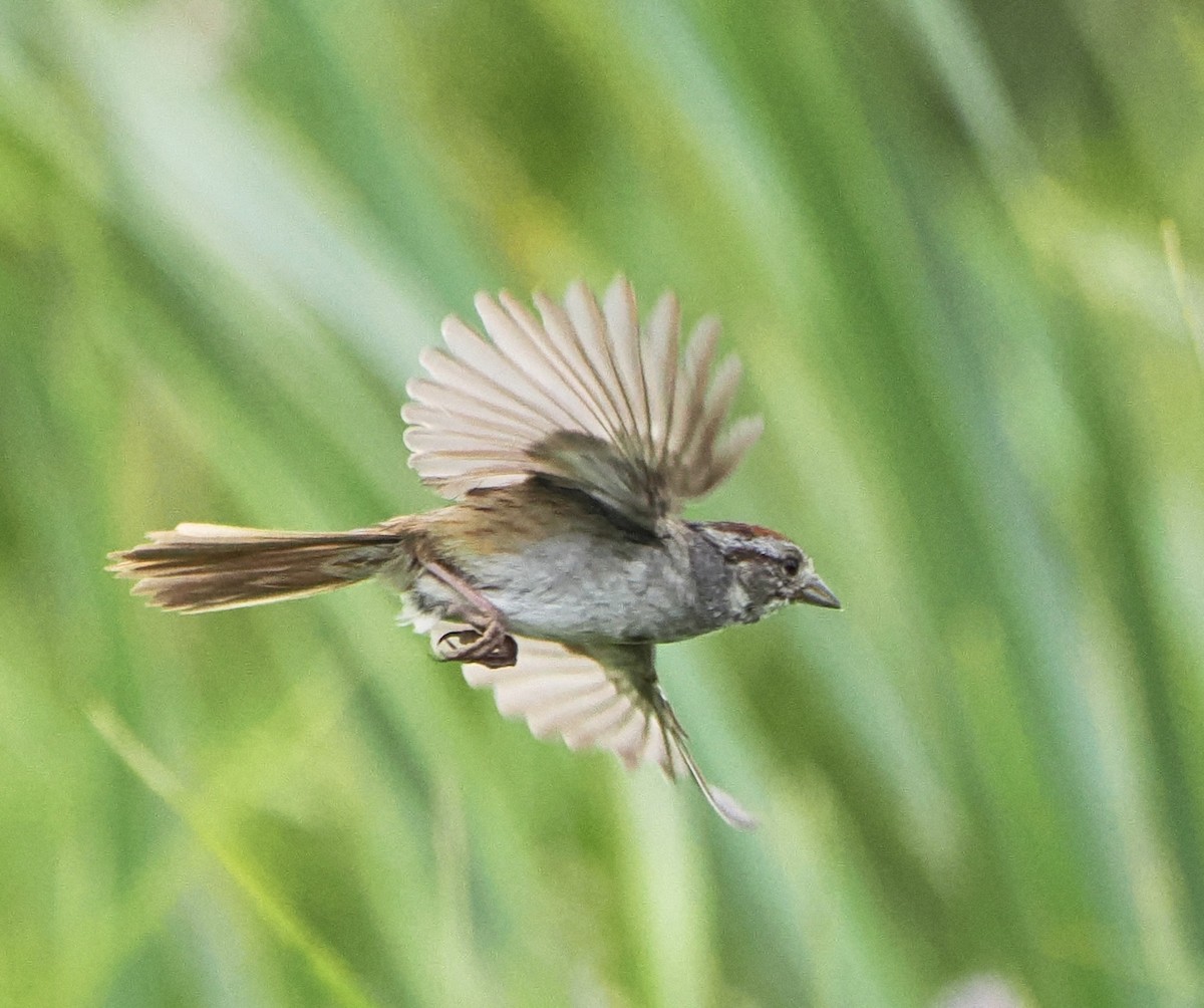 Swamp Sparrow - ML592666551