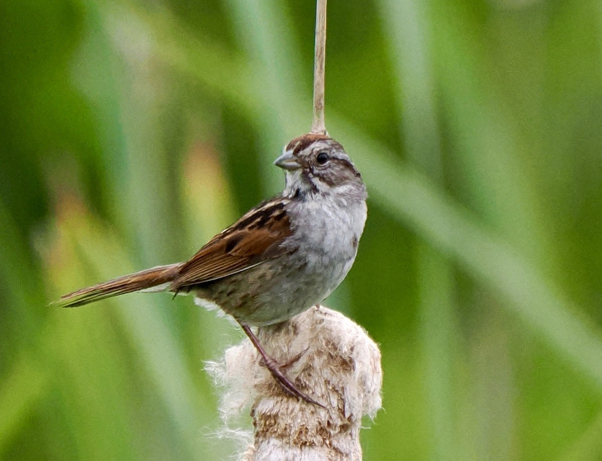 Swamp Sparrow - ML592666561