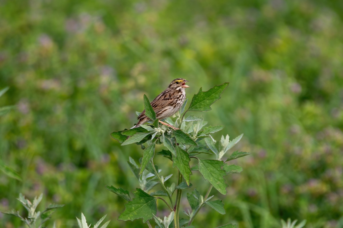 Savannah Sparrow - ML592666791
