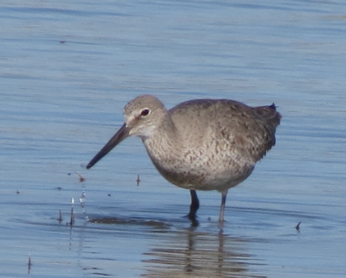 Willet - ML59266681