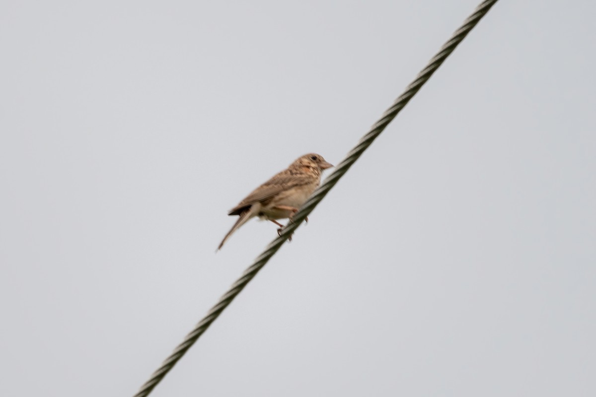 Vesper Sparrow - ML592667361
