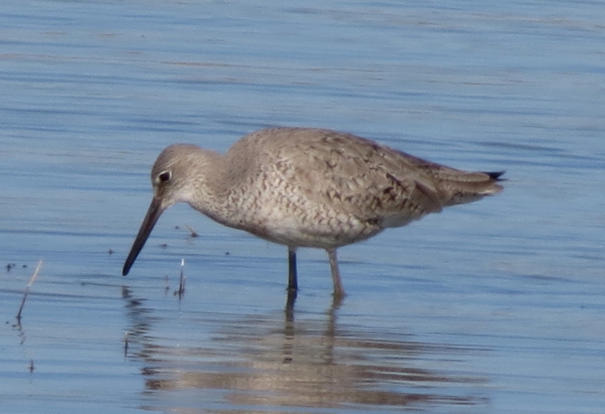 Willet - ML59266741