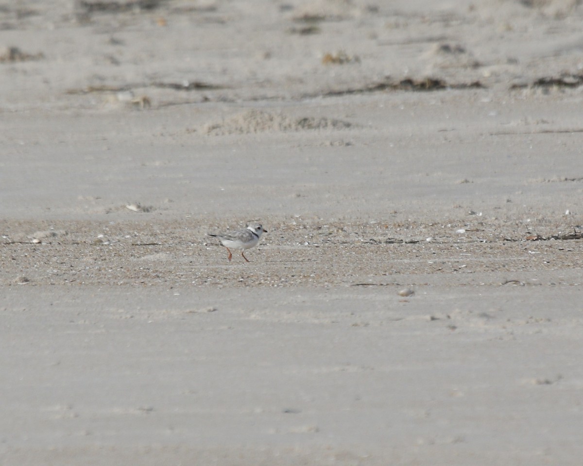 Piping Plover - ML592667441