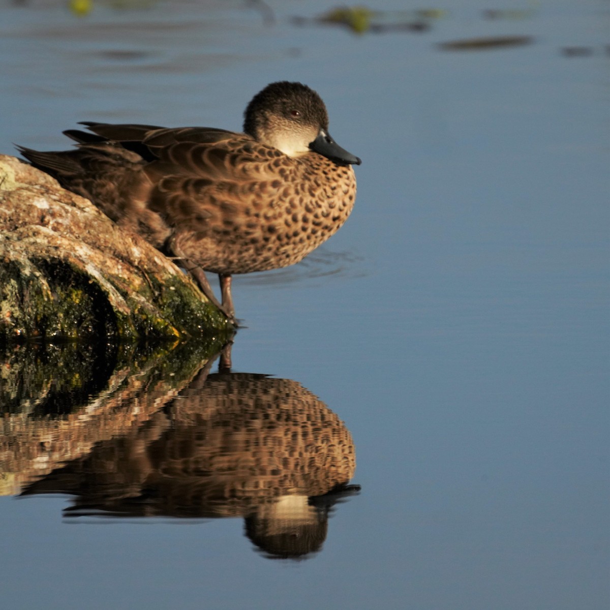 Chestnut Teal - May Britton