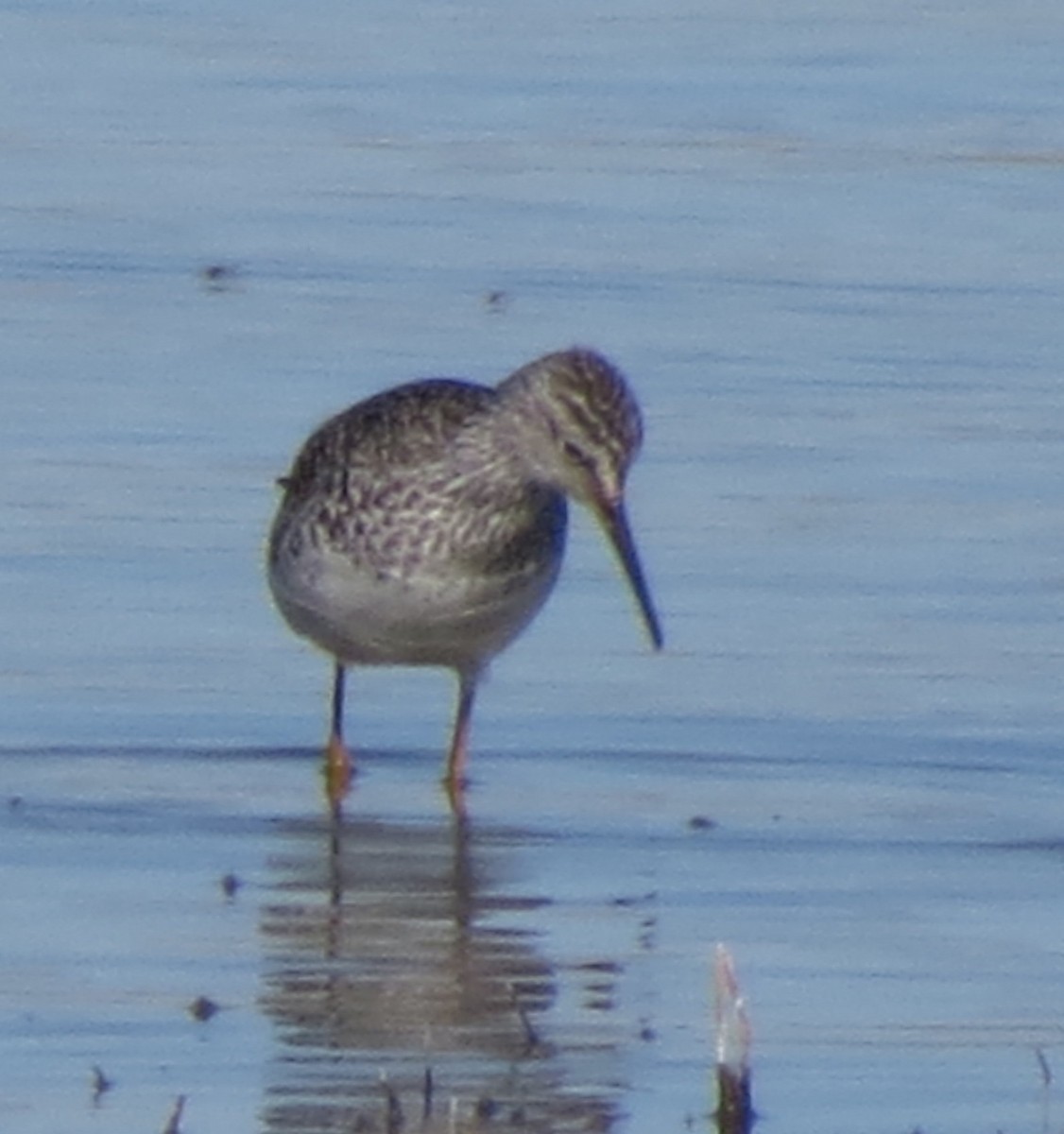 Lesser Yellowlegs - ML59266831