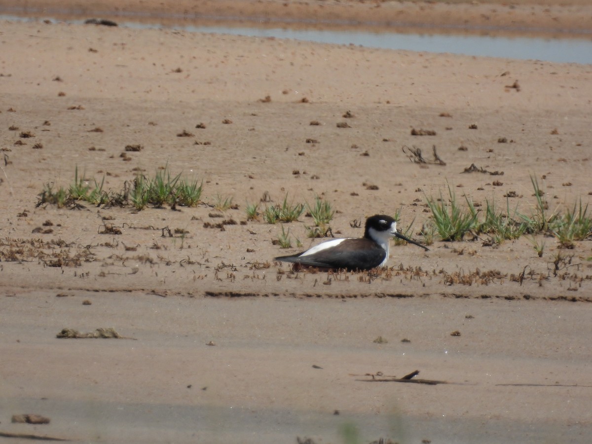 Black-necked Stilt - Brian Marra