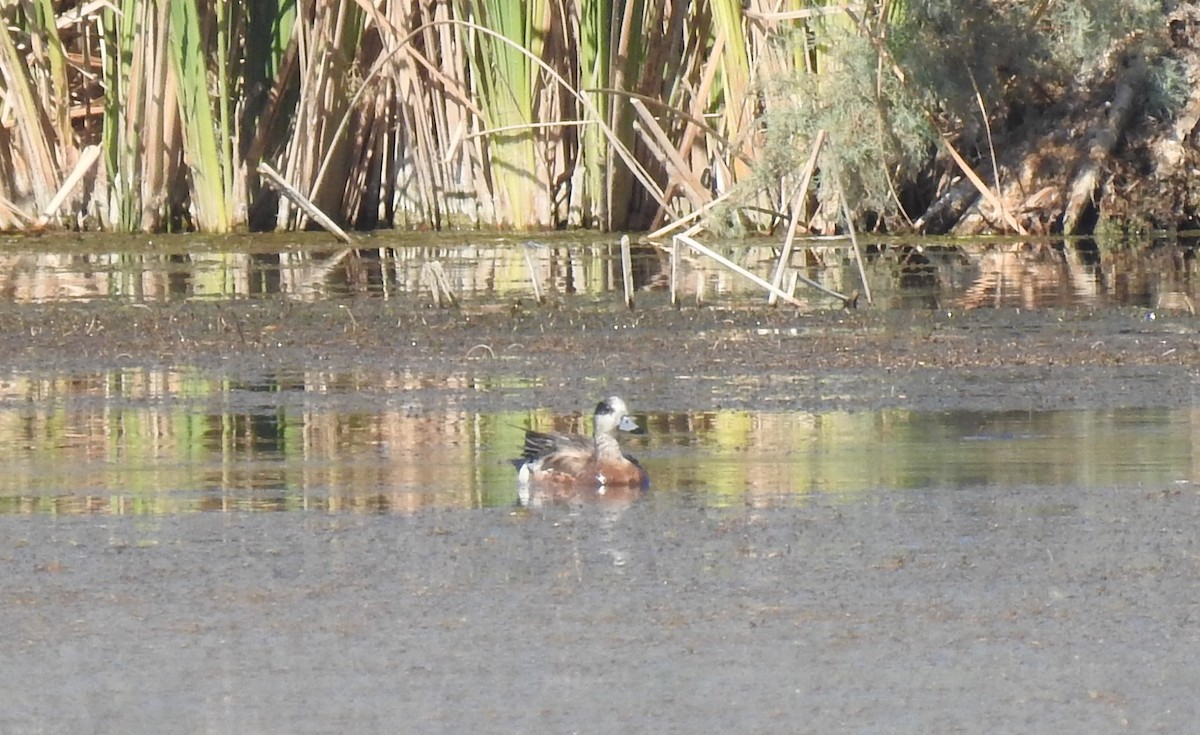 American Wigeon - ML592671181