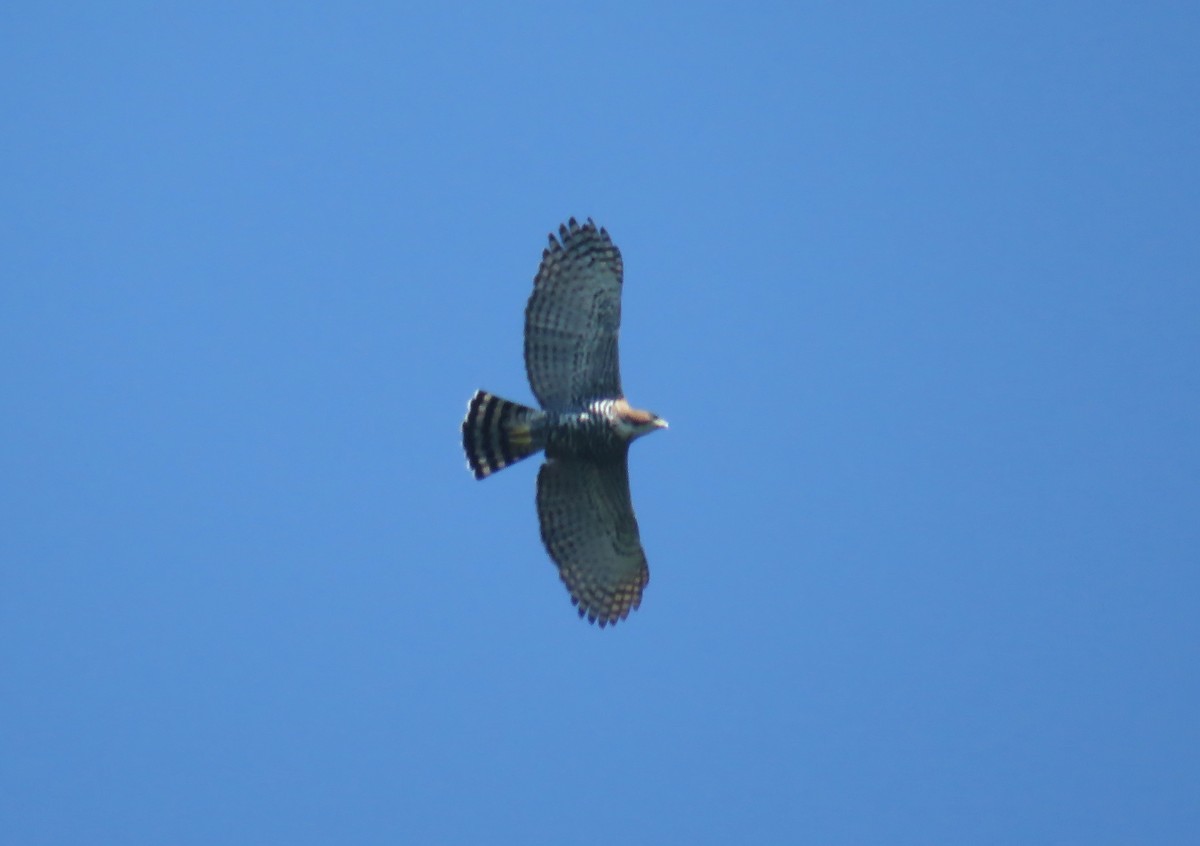 Ornate Hawk-Eagle - Alex Mesquita