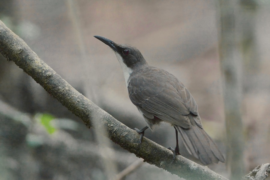 White-breasted Thrasher (Martinique) - eBird