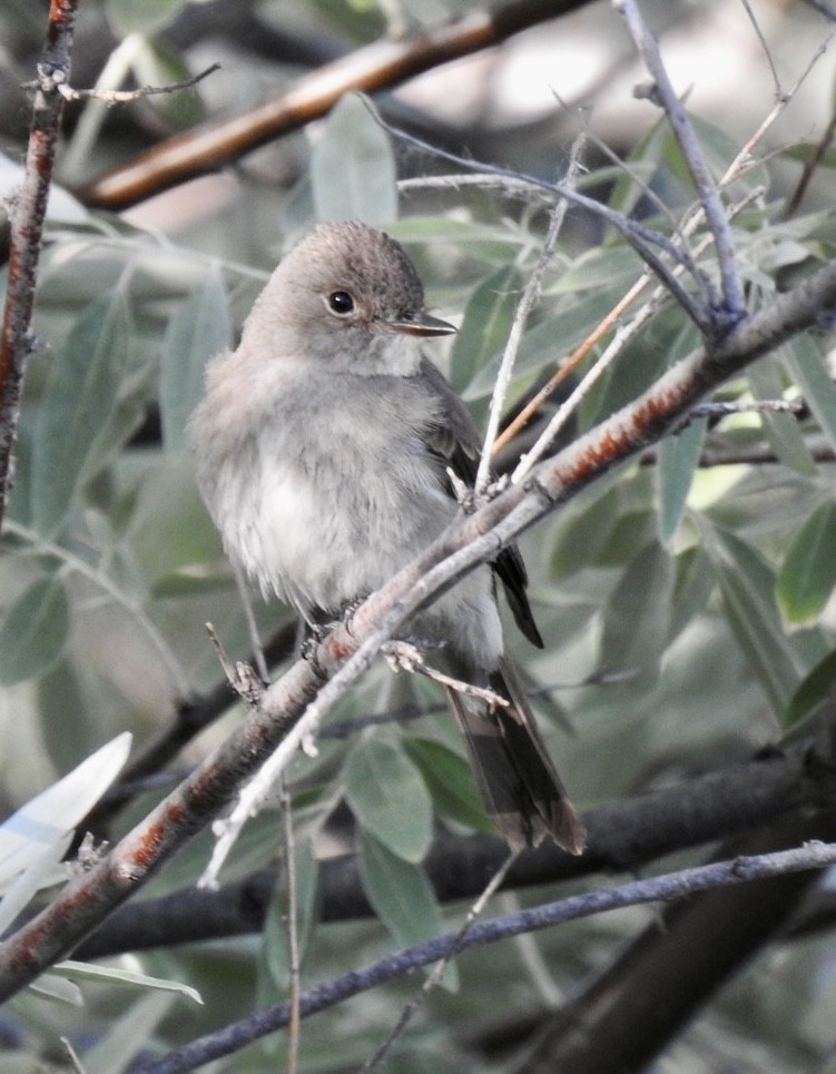 Western Wood-Pewee - ML592675241