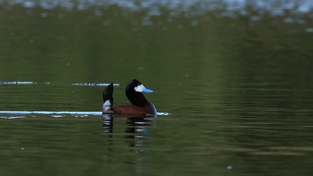 Ruddy Duck - ML592675321