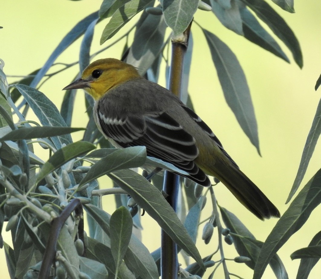 gullbryntrupial - ML592675391