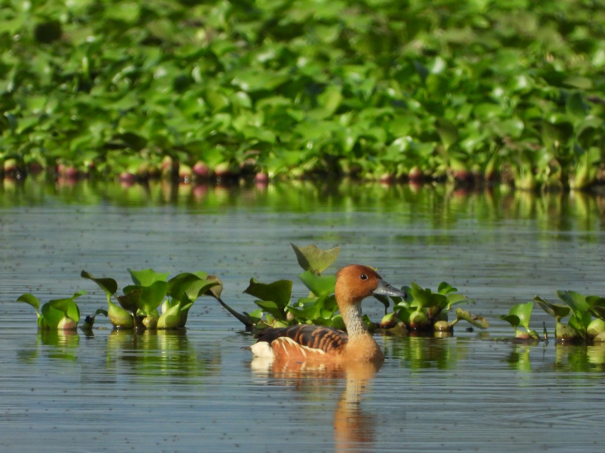 Fulvous Whistling-Duck - ML592676431