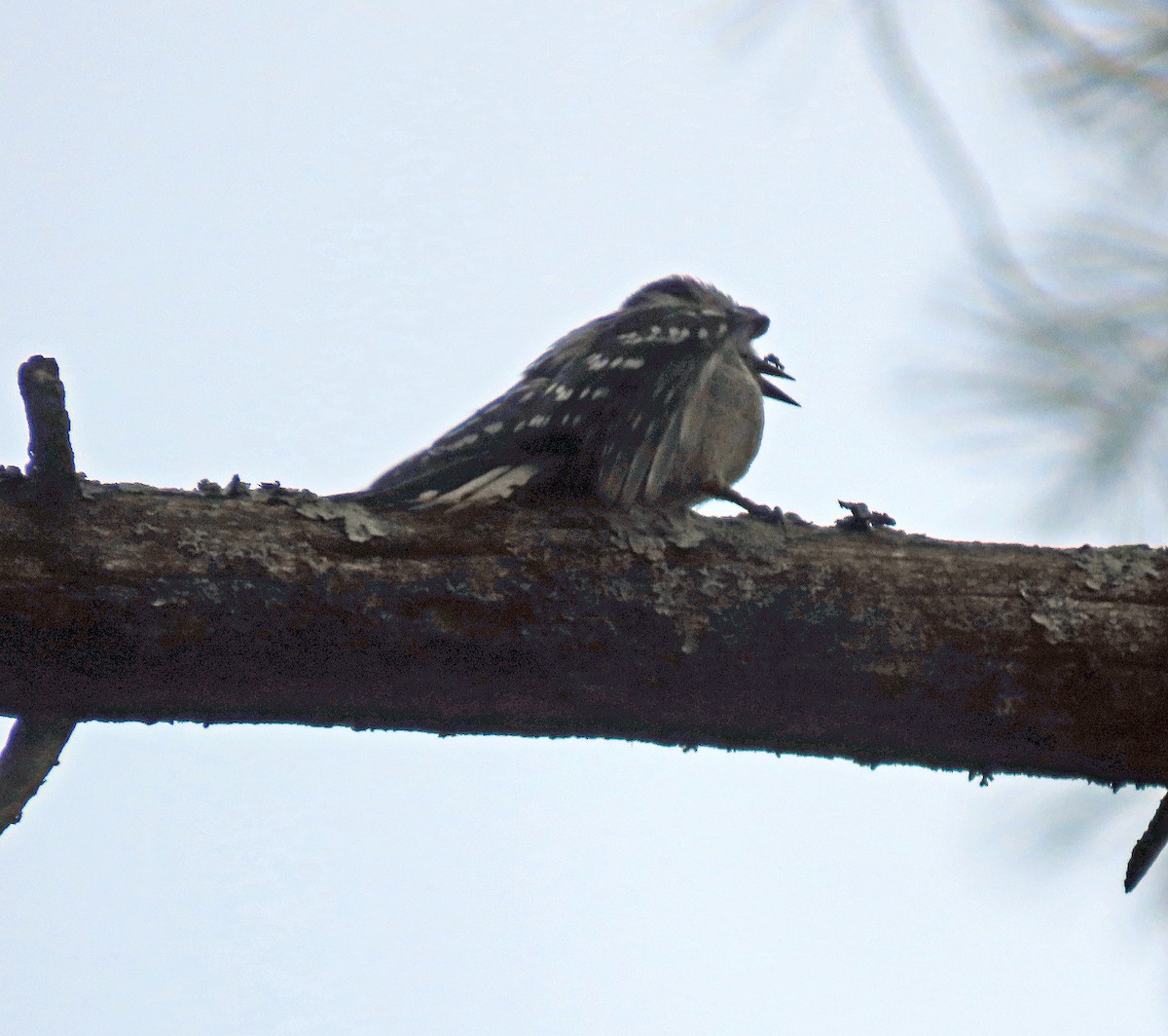 Downy Woodpecker - ML592678041