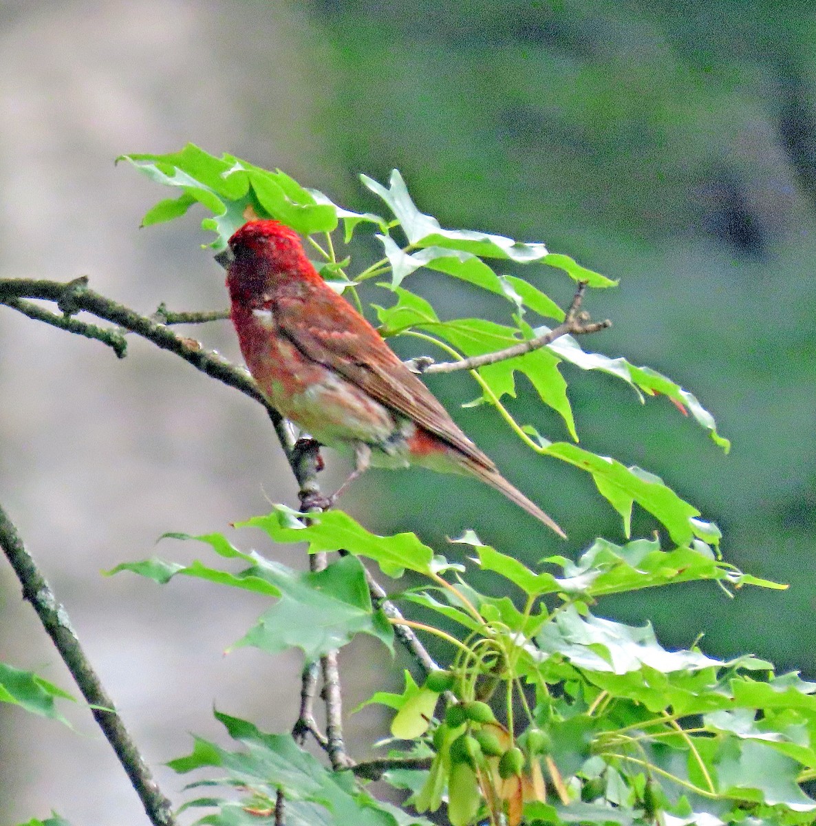 Purple Finch - ML592678231