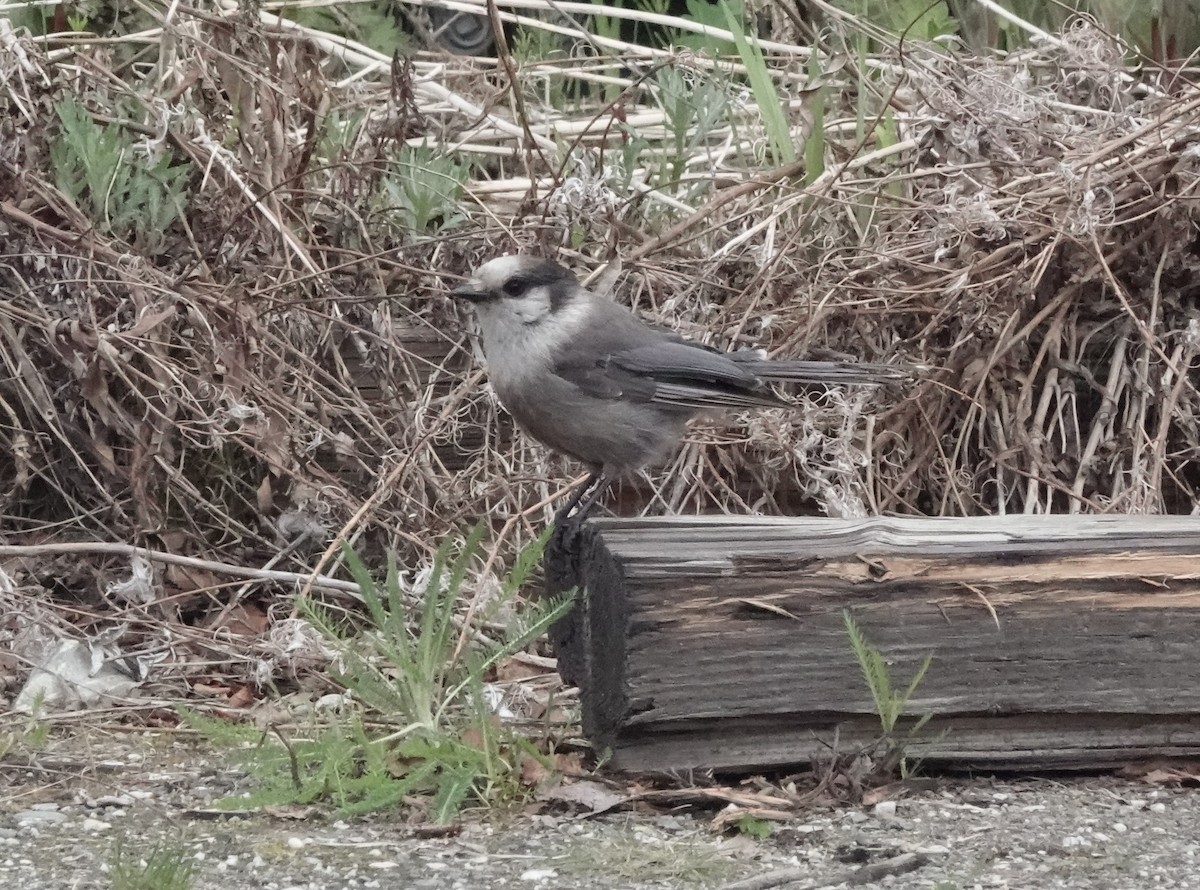 Mésangeai du Canada - ML592678871