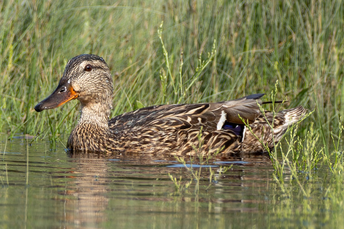 Mallard - David Bergstrom