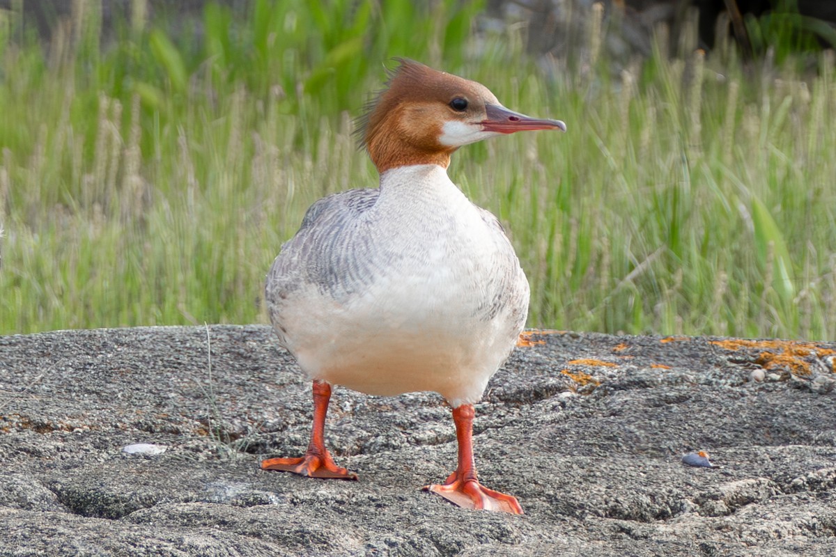 Common Merganser - David Bergstrom