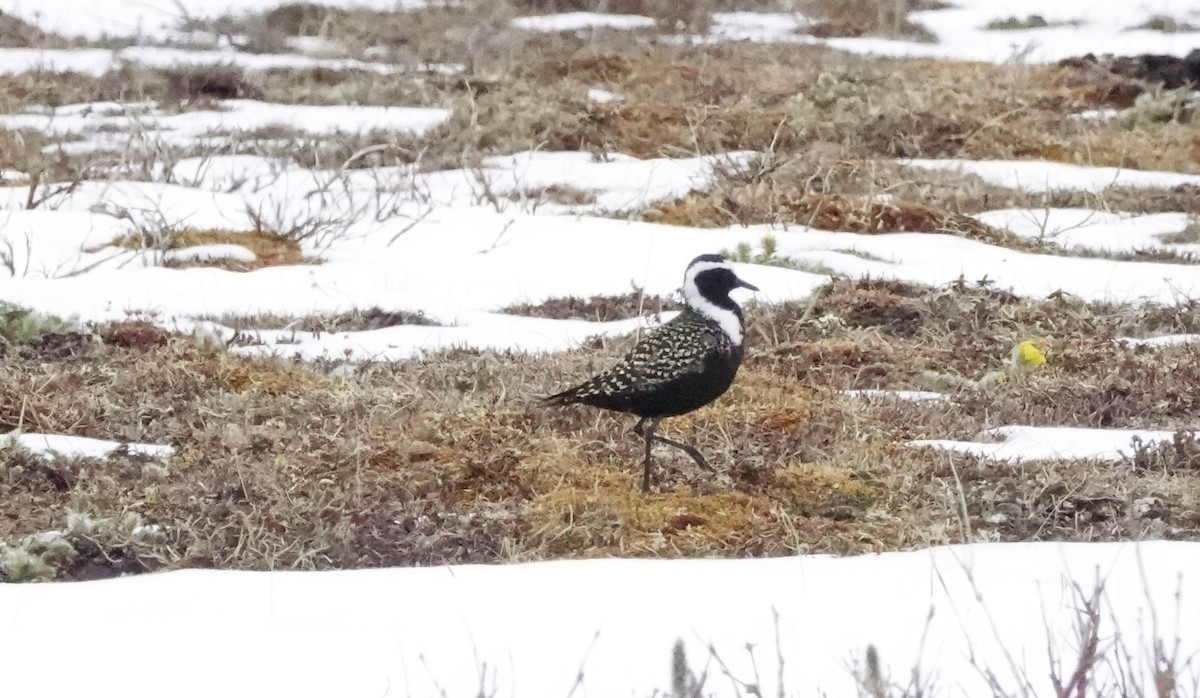 American Golden-Plover - ML592680361