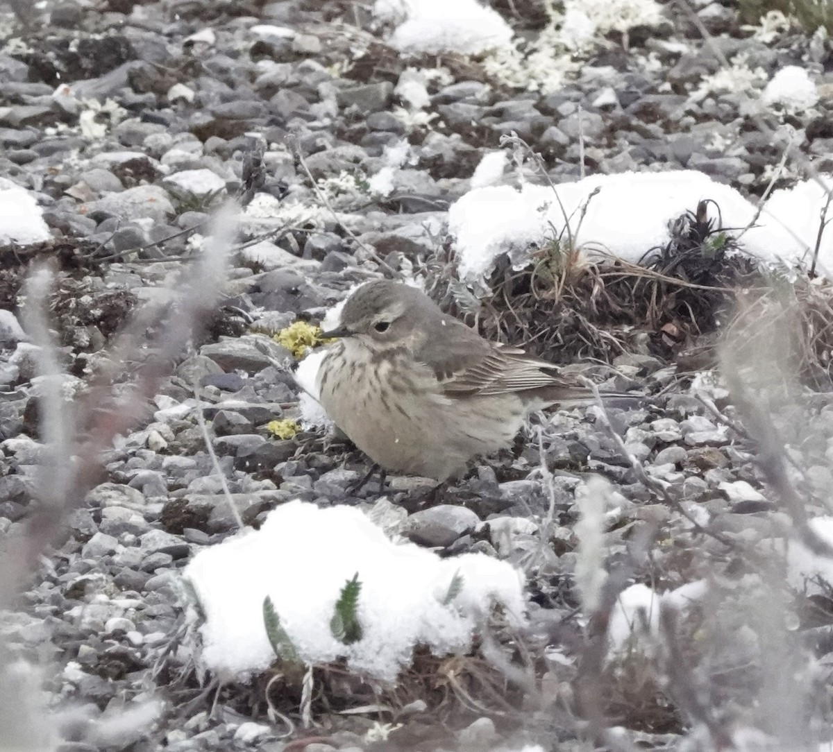 American Pipit - Rich Wilkens