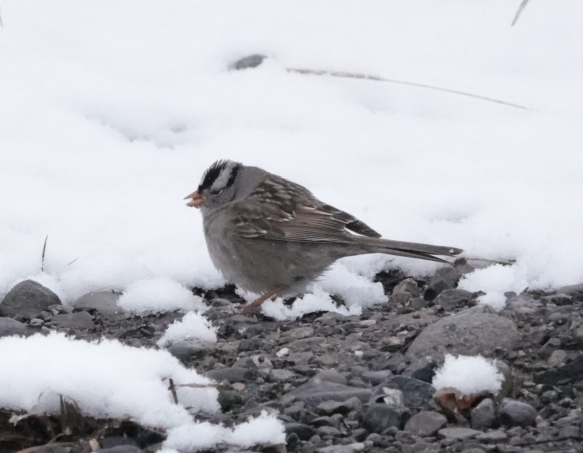 White-crowned Sparrow - Rich Wilkens