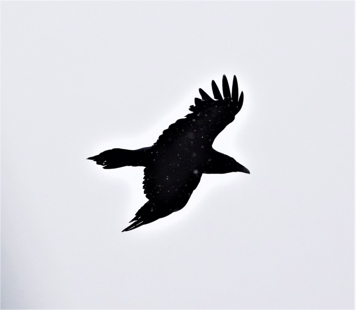 Common Raven - Rich Wilkens