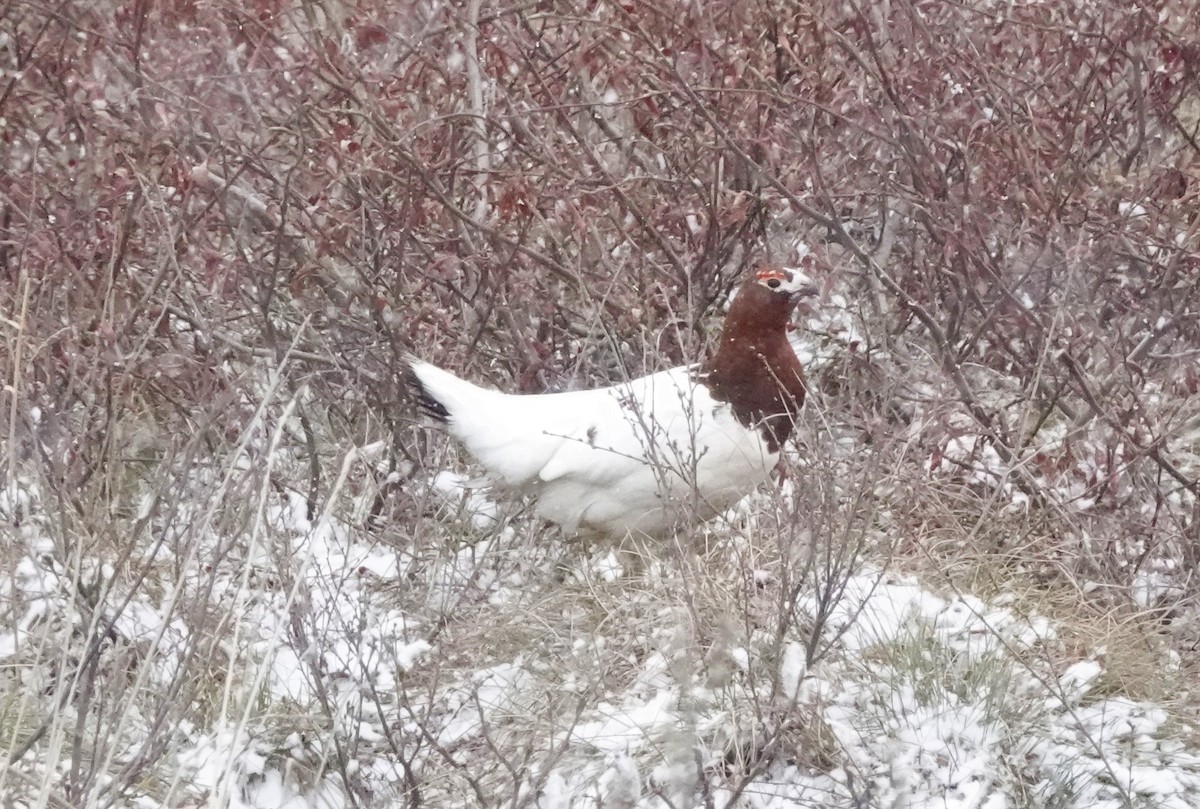 Willow Ptarmigan - ML592681131