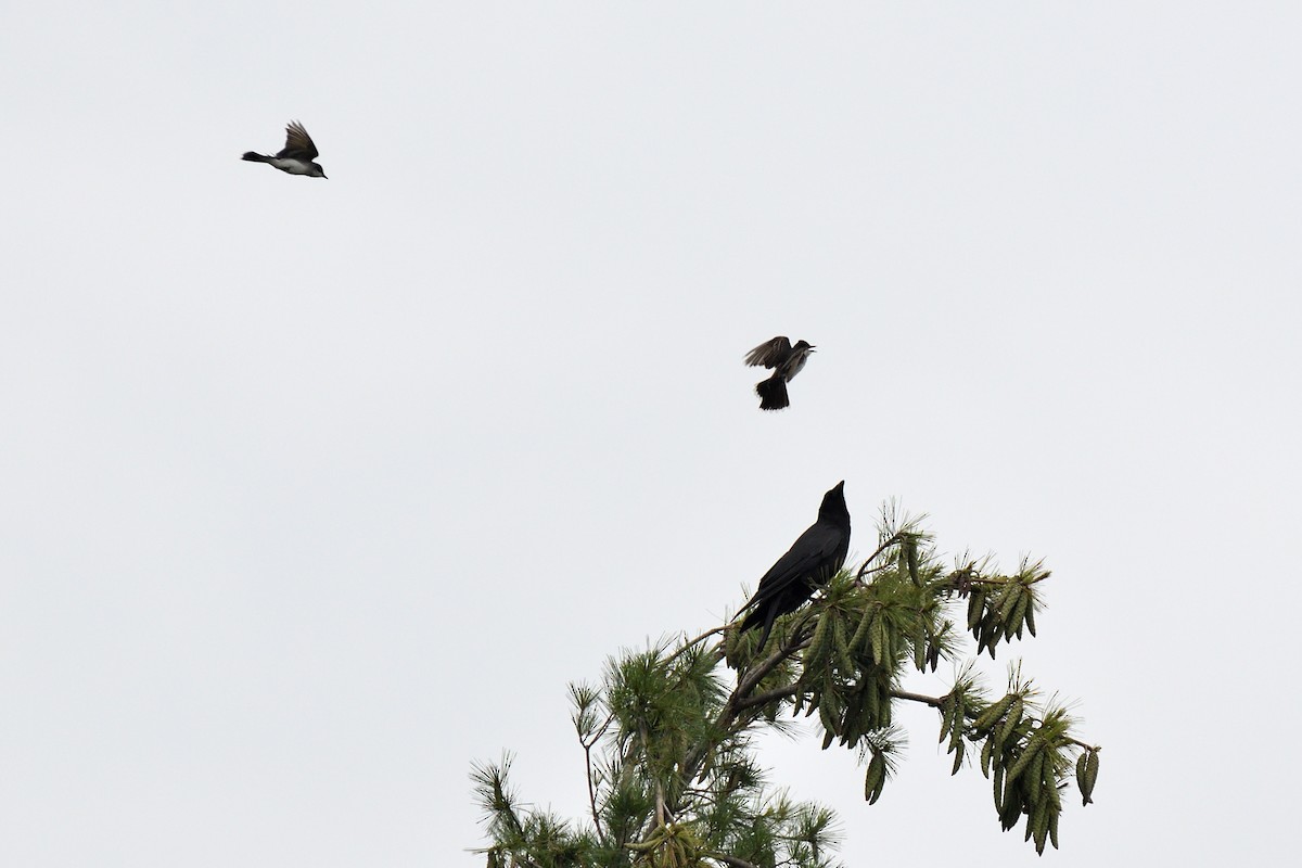 Eastern Kingbird - ML592681191