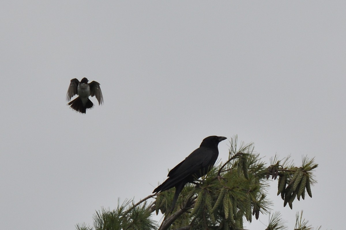 Eastern Kingbird - ML592681251