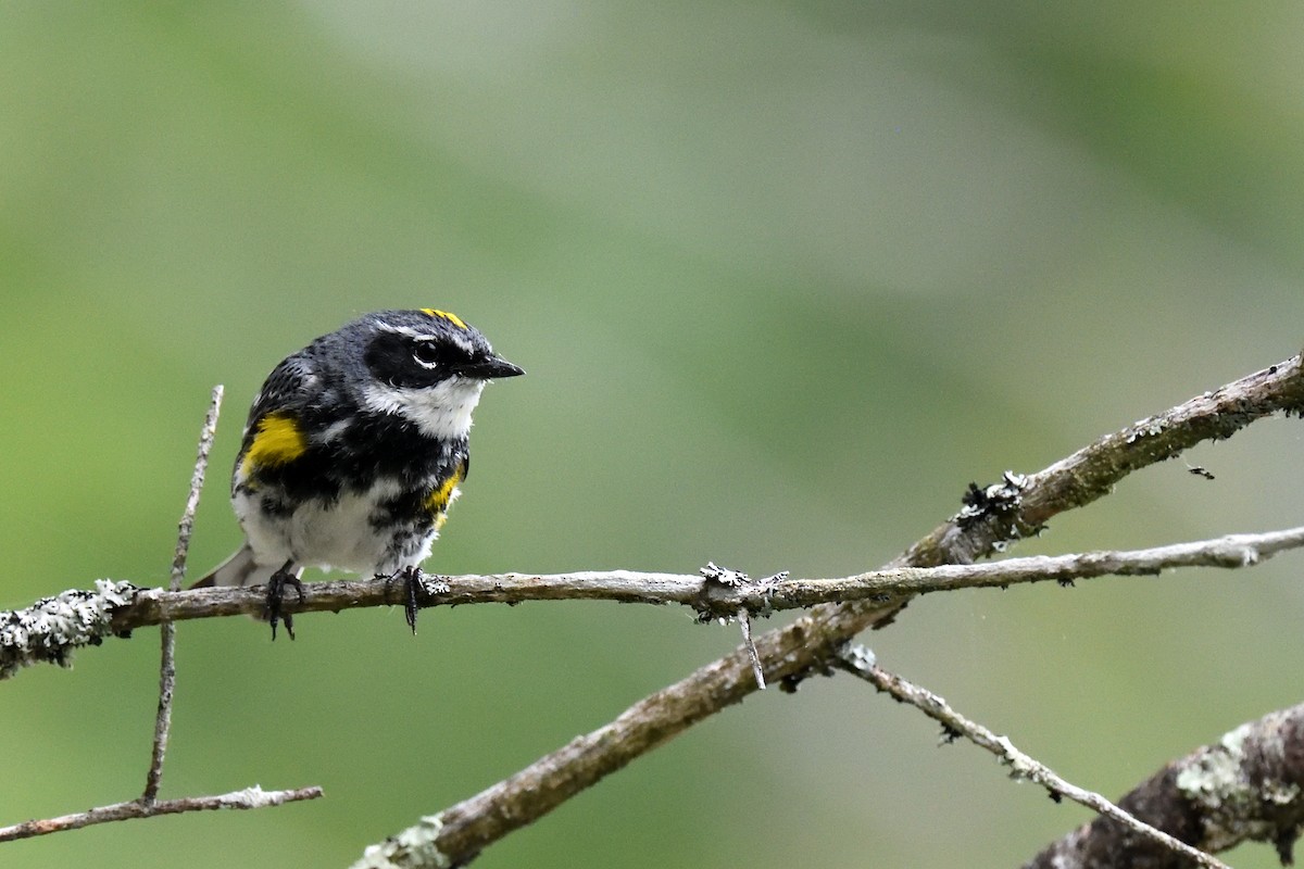 Пісняр-лісовик жовтогузий (підвид coronata) - ML592681431