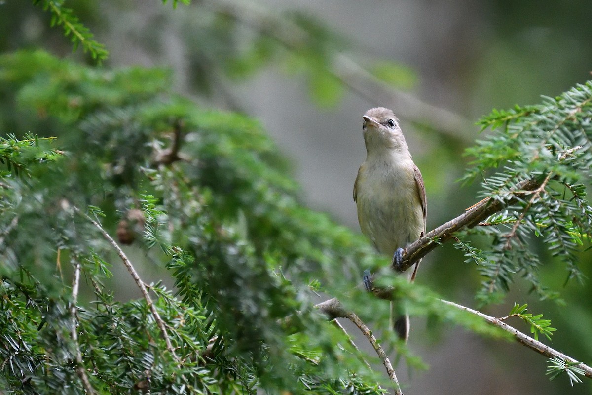 Warbling Vireo (Eastern) - ML592681531