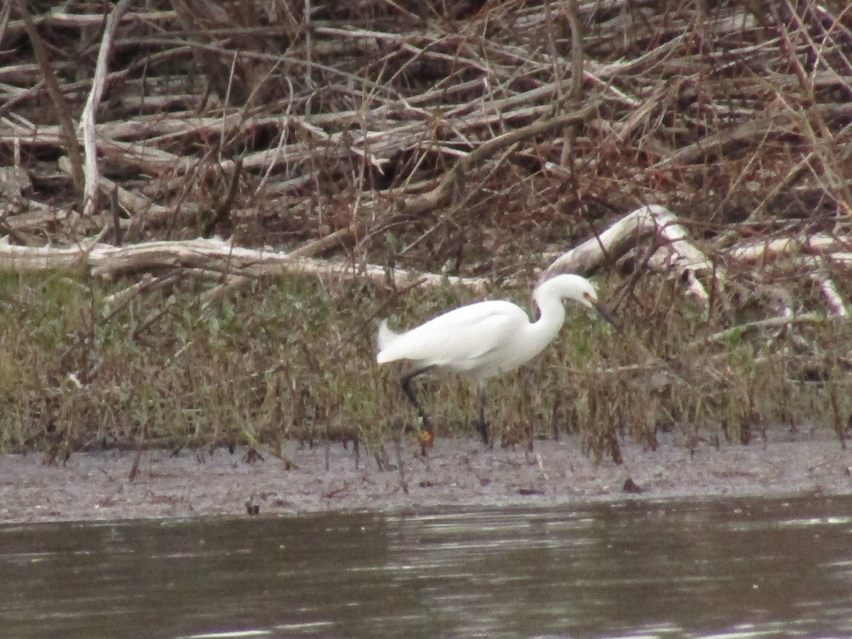 Snowy Egret - ML592681761