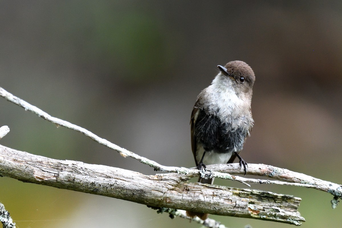 Eastern Phoebe - ML592681821