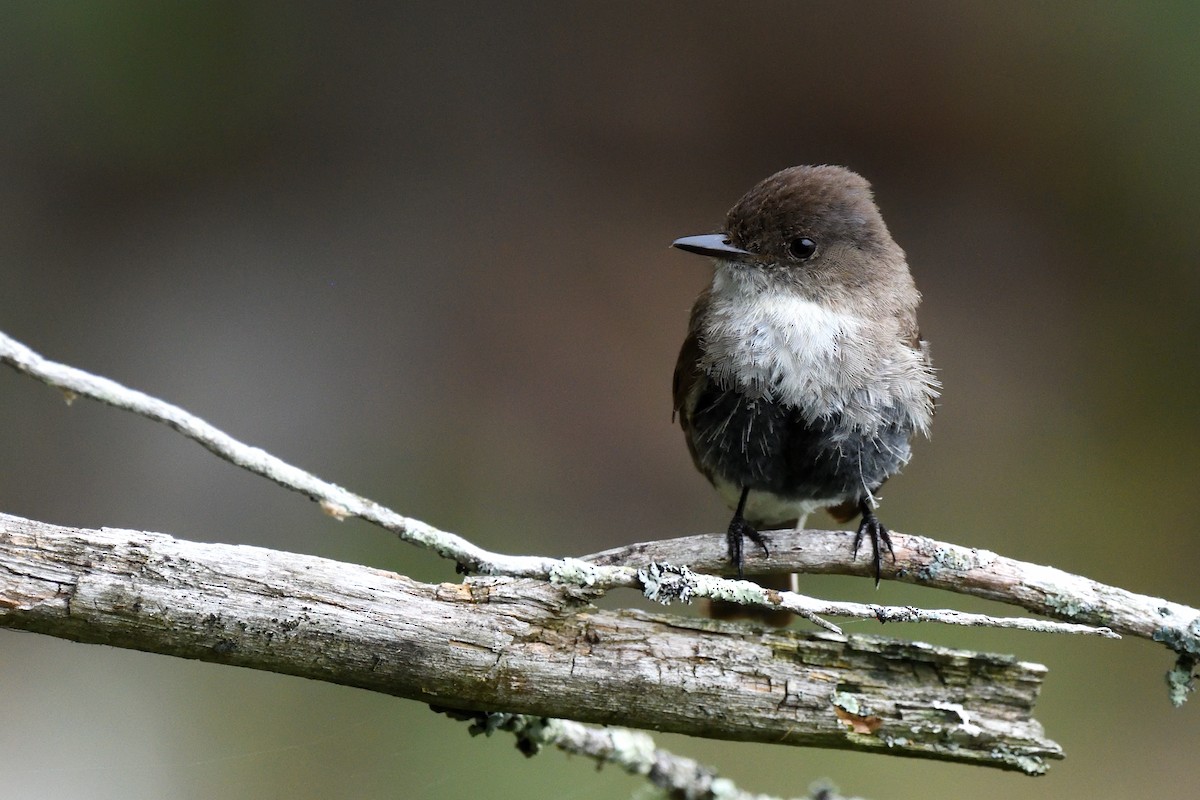 Eastern Phoebe - ML592681831