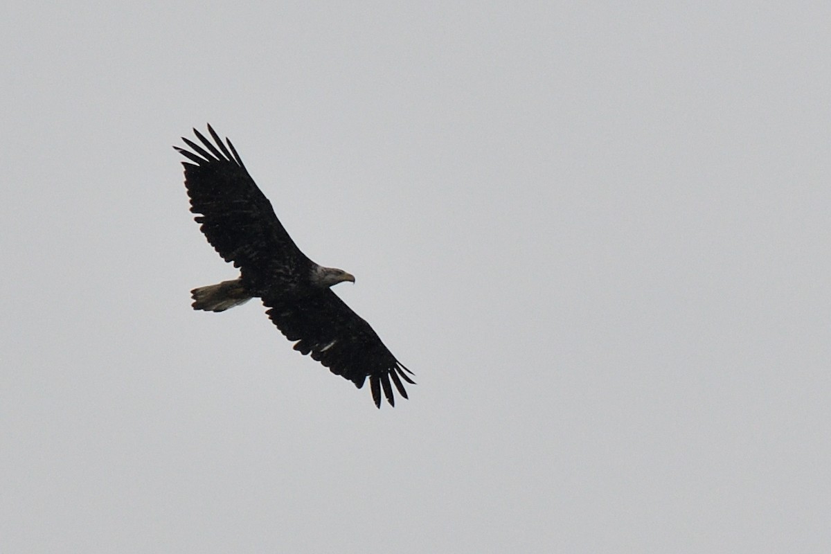 Bald Eagle - ML592682961