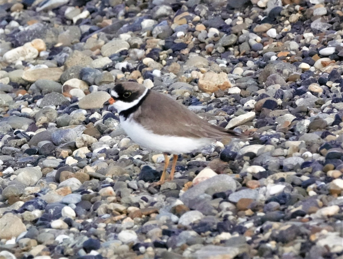Semipalmated Plover - ML592682981