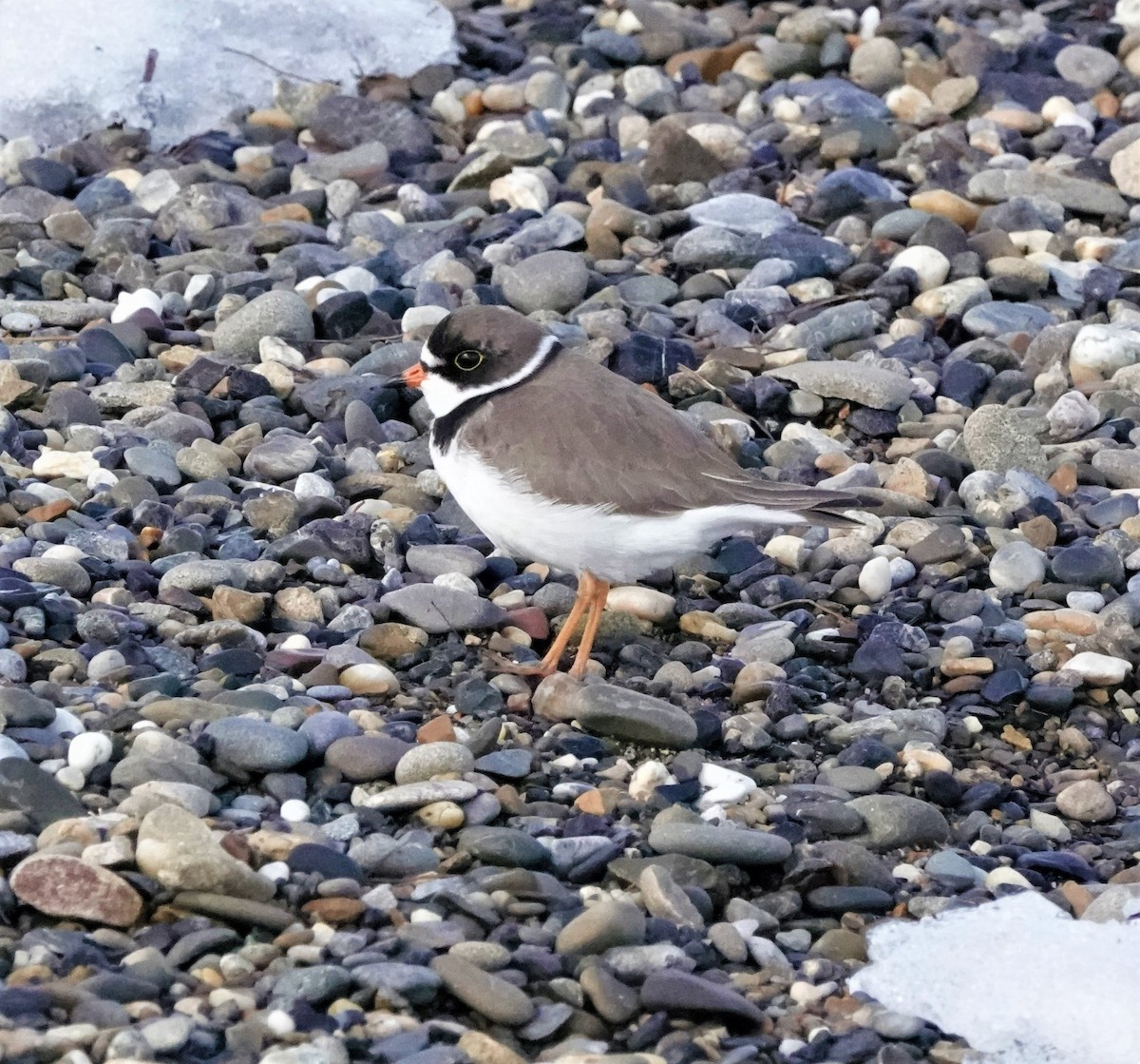 Semipalmated Plover - ML592683571