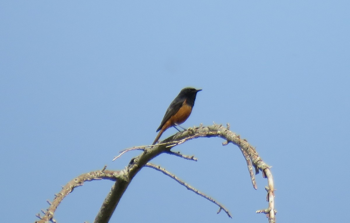 Black Redstart (Eastern) - ML592684621