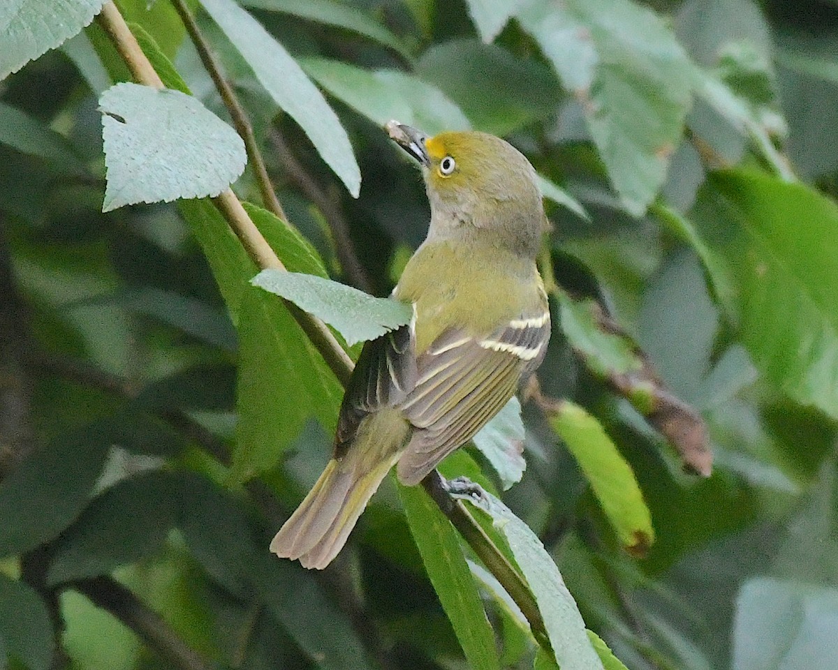 Viréo aux yeux blancs - ML592685541