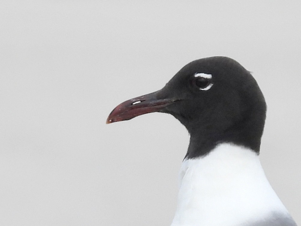 Laughing Gull - ML592686191