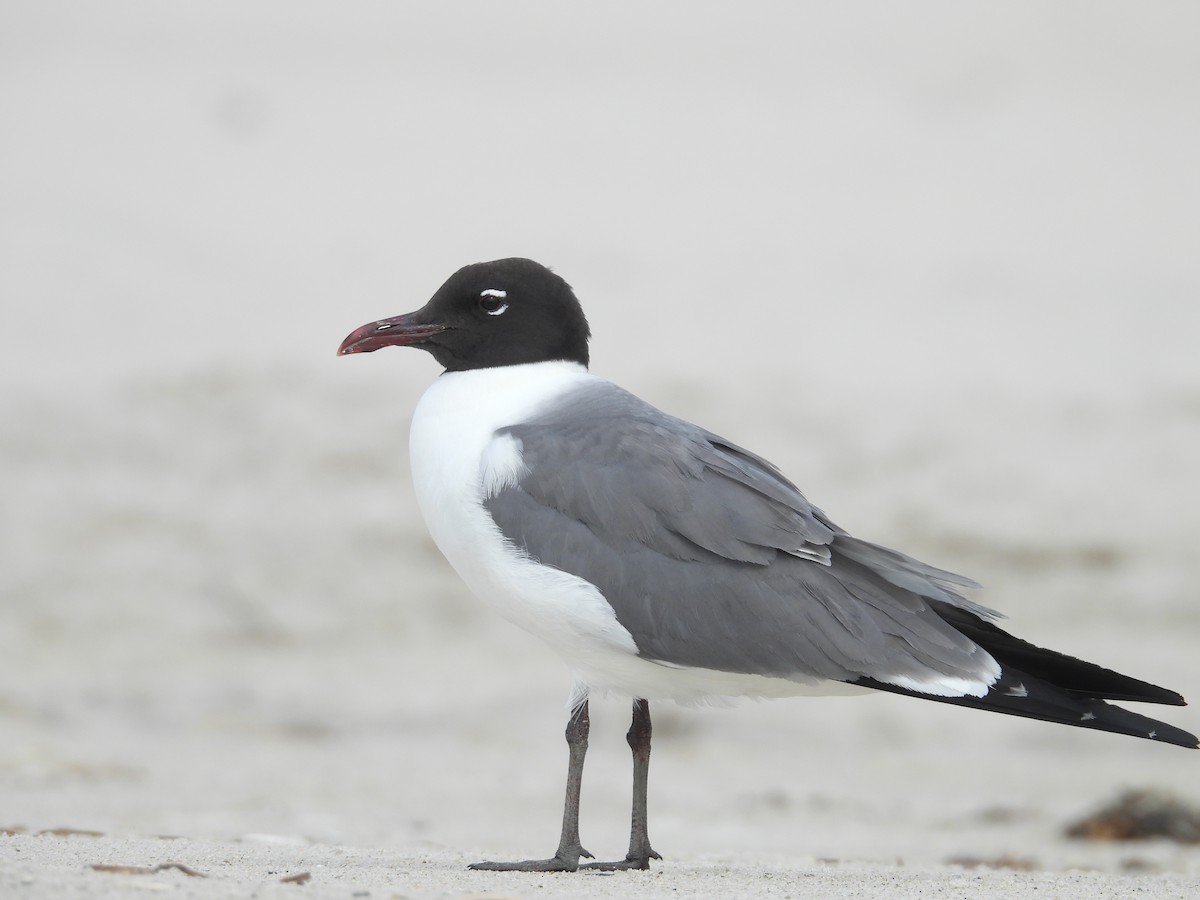 Laughing Gull - ML592686211